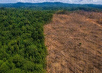 Brasil reduz perdas florestais em 42% e melhora cenário global em 2025