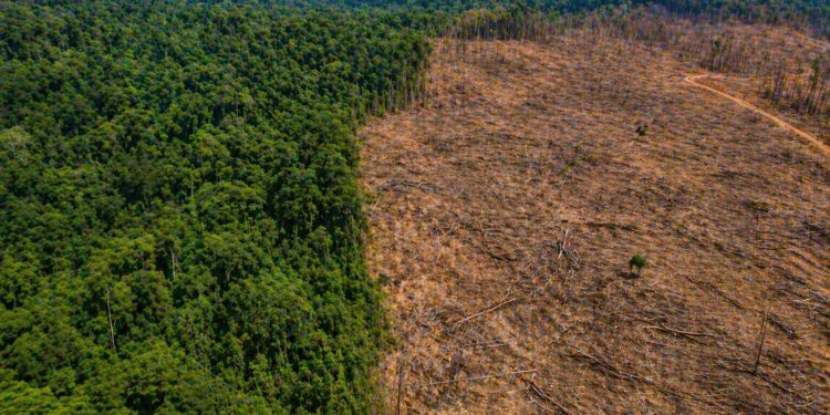 Brasil reduz perdas florestais em 42% e melhora cenário global em 2025