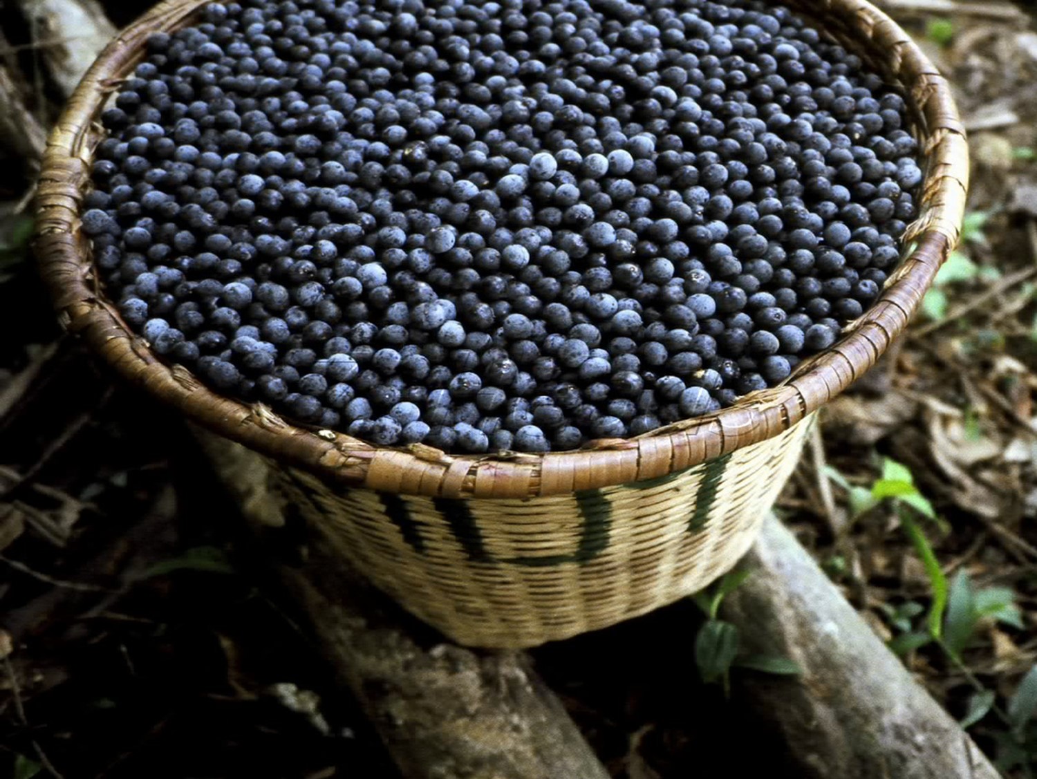 Frutas da Amazônia ganham destaque mundial com açaí e guaraná e entram no ranking das 100 melhores frutas do mundo