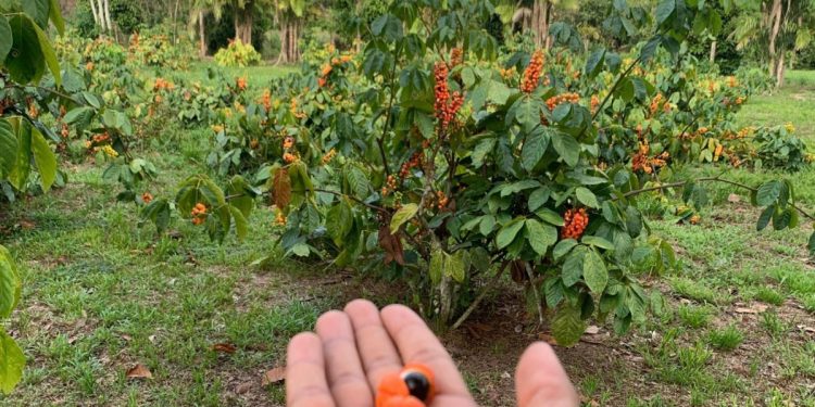 Frutas da Amazônia ganham destaque mundial com açaí e guaraná e entram no ranking das 100 melhores frutas do mundo