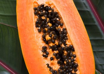 Amazônia no Mundo: estudantes da Bolívia criam contraceptivo masculino com sementes de mamão