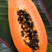 Amazônia no Mundo: estudantes da Bolívia criam contraceptivo masculino com sementes de mamão
