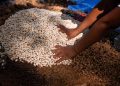 “Muvuca de sementes”: técnica ancestral alia saber tradicional e ciência no Amazonas 