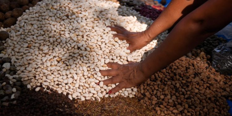 “Muvuca de sementes”: técnica ancestral alia saber tradicional e ciência no Amazonas 
