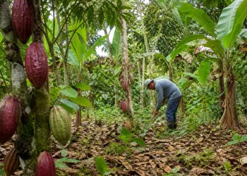 Bioeconomia transforma áreas degradadas e impulsiona nova economia na Amazônia
