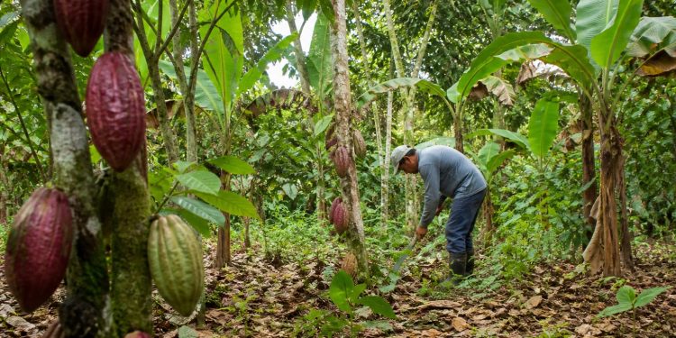 Bioeconomia transforma áreas degradadas e impulsiona nova economia na Amazônia
