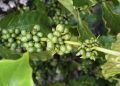 Café robusta amazônico impulsiona nova fase da agricultura em Roraima