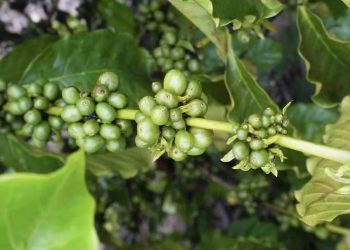 Café robusta amazônico impulsiona nova fase da agricultura em Roraima