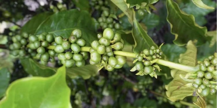 Café robusta amazônico impulsiona nova fase da agricultura em Roraima
