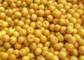 Murici, camu-camu e babaçu impulsionam nova fase da bioeconomia amazônica