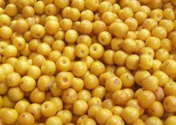 Murici, camu-camu e babaçu impulsionam nova fase da bioeconomia amazônica