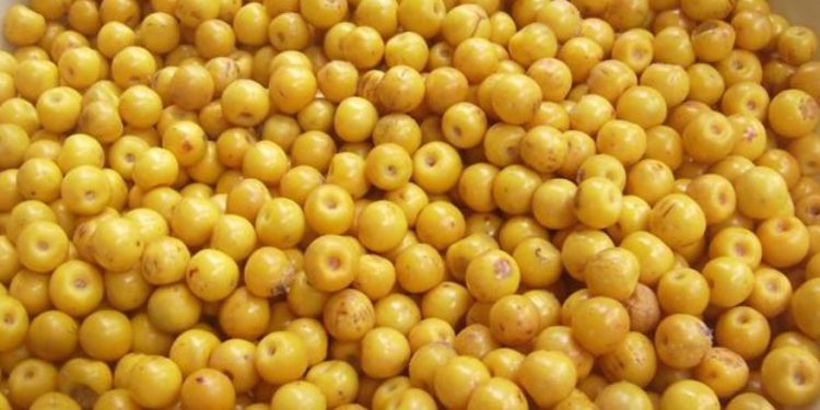 Murici, camu-camu e babaçu impulsionam nova fase da bioeconomia amazônica