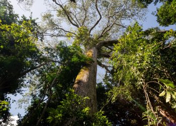 Ações na Amazônia protegem 11,3 milhões de hectares e impactam mais de 21,9 mil famílias