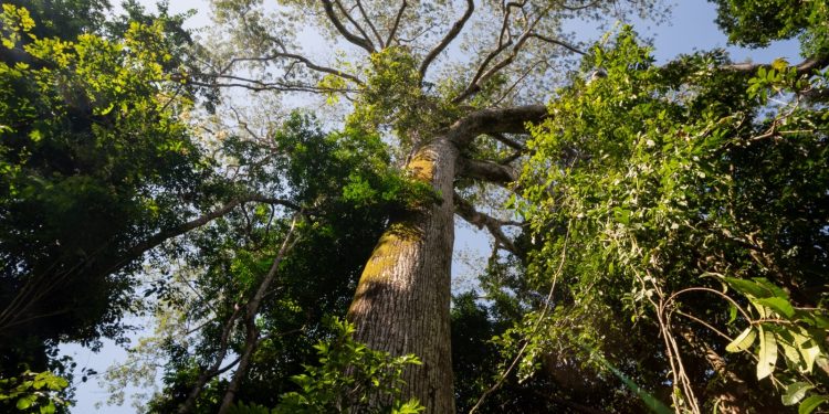 Ações na Amazônia protegem 11,3 milhões de hectares e impactam mais de 21,9 mil famílias