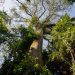 Ações na Amazônia protegem 11,3 milhões de hectares e impactam mais de 21,9 mil famílias