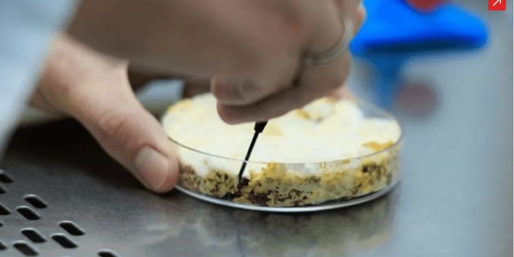 Unicamp desenvolve farinha de fungo amazônico para mercado de proteínas vegetais