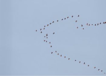 Amazonas se torna rota estratégica para aves migratórias entre as Américas, alerta Ipaam