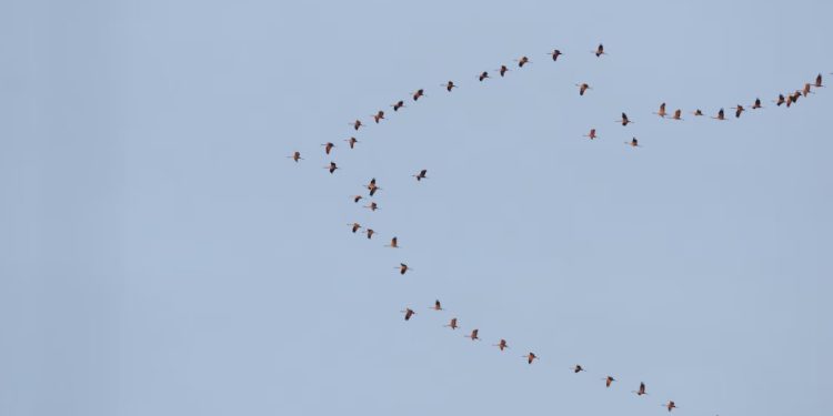 Amazonas se torna rota estratégica para aves migratórias entre as Américas, alerta Ipaam