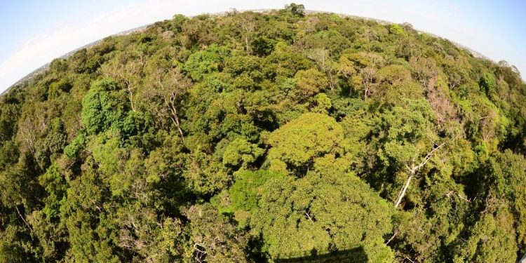ONU destaca avanço do Brasil na gestão sustentável das florestas