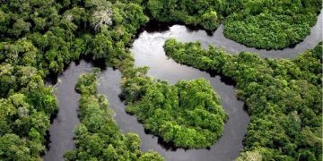 COP30 inicia ofensiva diplomática global para combater o desmatamento até 2030