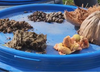 Projeto no Amapá que transforma caroço de açaí em biogás recebe certificado de viabilidade técnica