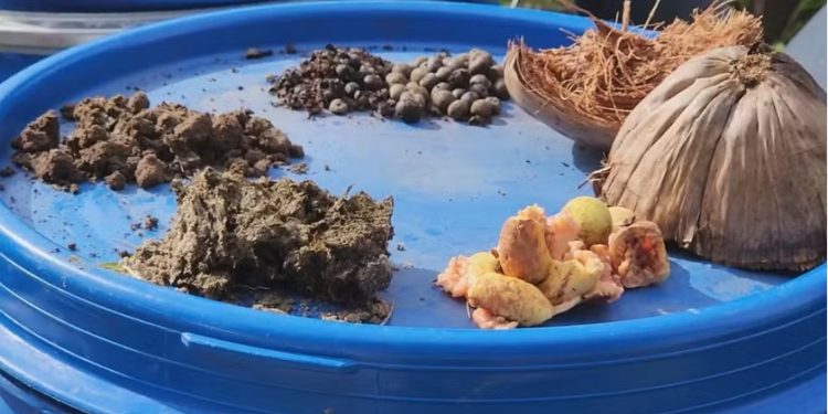 Projeto no Amapá que transforma caroço de açaí em biogás recebe certificado de viabilidade técnica