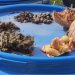 Projeto no Amapá que transforma caroço de açaí em biogás recebe certificado de viabilidade técnica