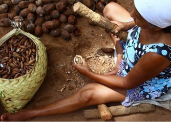 Senado aprova reconhecimento das quebradeiras de coco babaçu como manifestação cultural