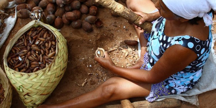 Senado aprova reconhecimento das quebradeiras de coco babaçu como manifestação cultural