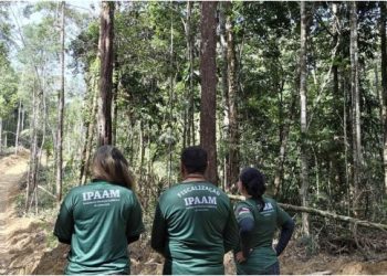 Ipaam encerra Defeso Florestal 2026 e libera manejo sustentável no Amazonas
