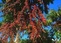 Cafeicultura amazônica avança com apoio da pesquisa e amplia área plantada no Amazonas