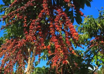 Cafeicultura amazônica avança com apoio da pesquisa e amplia área plantada no Amazonas