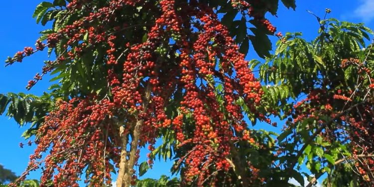 Cafeicultura amazônica avança com apoio da pesquisa e amplia área plantada no Amazonas