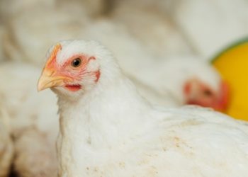 Exportações brasileiras de frango batem recorde histórico no primeiro quadrimestre de 2026