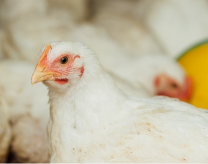 Exportações brasileiras de frango batem recorde histórico no primeiro quadrimestre de 2026