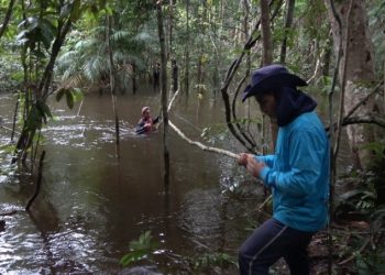 Estudo científico identifica novas espécies e amplia conhecimento sobre biodiversidade amazônica