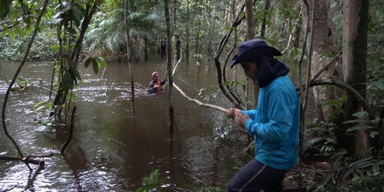 Estudo científico identifica novas espécies e amplia conhecimento sobre biodiversidade amazônica