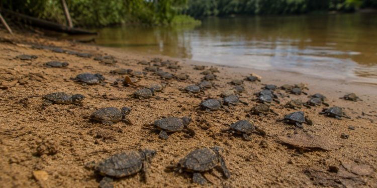 Ipaam reforça conservação de quelônios amazônicos durante oficina em evento nacional