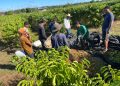 Cafeicultura cresce em Guajará e safra pode triplicar produção neste ano
