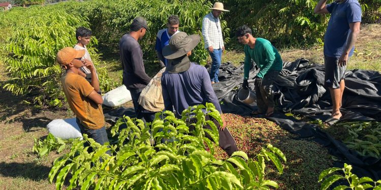 Cafeicultura cresce em Guajará e safra pode triplicar produção neste ano