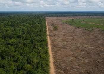 Desmatamento no Brasil registra queda de 20,6% em 2025