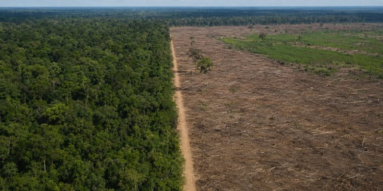 Desmatamento no Brasil registra queda de 20,6% em 2025