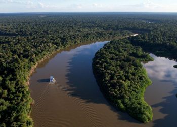 Amazonas registra queda de 14,6% no desmatamento, revela MapBiomas