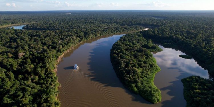 Amazonas registra queda de 14,6% no desmatamento, revela MapBiomas