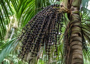 Amapá abre edital para doar 44 robôs colhedores de açaí a produtores rurais