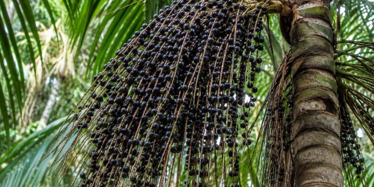 Amapá abre edital para doar 44 robôs colhedores de açaí a produtores rurais