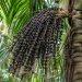 Amapá abre edital para doar 44 robôs colhedores de açaí a produtores rurais