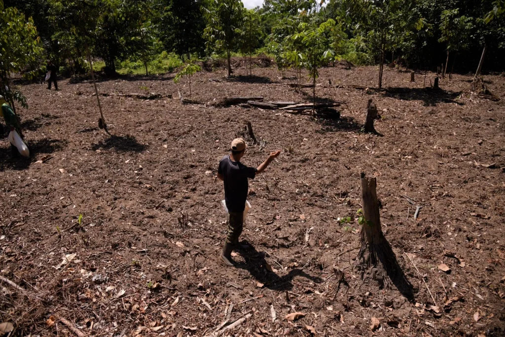 “Muvuca de sementes”: técnica ancestral alia saber tradicional e ciência no Amazonas  