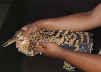 Guarda Municipal resgata animais silvestres e combate foco de incêndio em Manaus