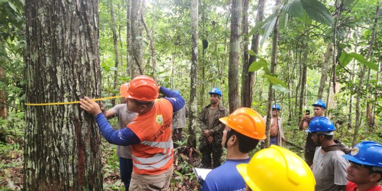 Idam fortalece extrativismo da castanha com capacitação e regularização de produtores em reserva de Tefé